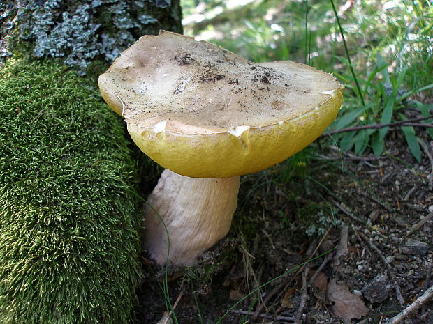 hríb dubový Boletus reticulatus Schaeff.