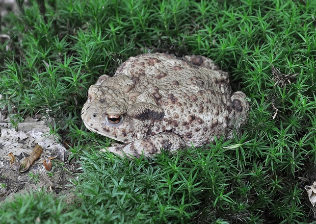 ropucha bradavičnatá Bufo bufo