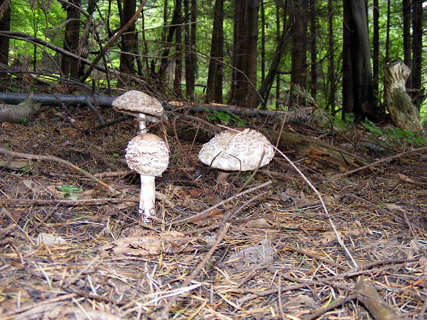 bedľa červenejúca Chlorophyllum rachodes (Vittad.) Vellinga