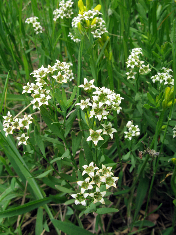 ľanolistník Comandra elegans (Rochel ex Reichenb.) Reichenb. fil.