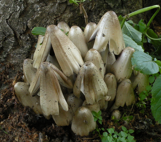 hnojník Coprinopsis sp.