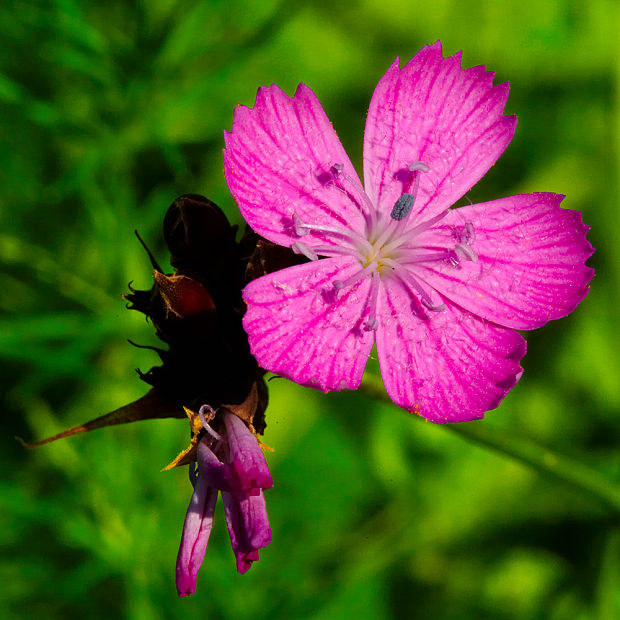 klinček kartuziánsky Dianthus carthusianorum L.