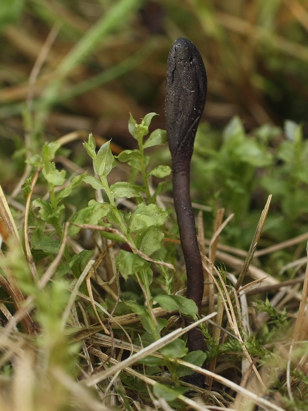 jazýček šupinkatý Geoglossum fallax E.J. Durand