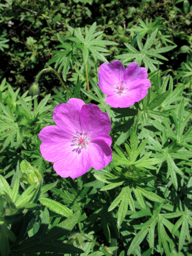 pakost krvavý Geranium sanguineum L.