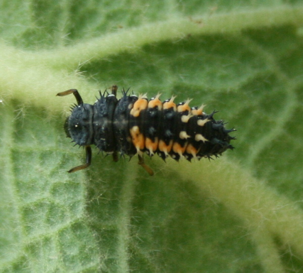 larva lienky Harmonia axyridis