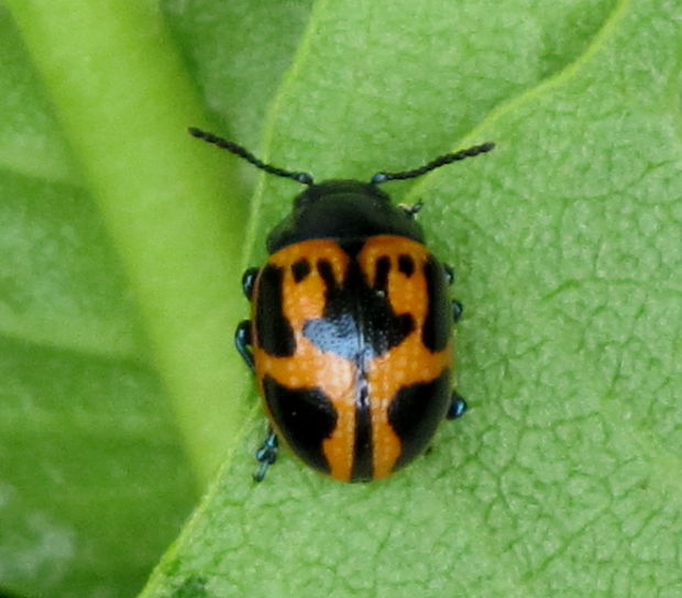 liskavka Labidomera clivicollis