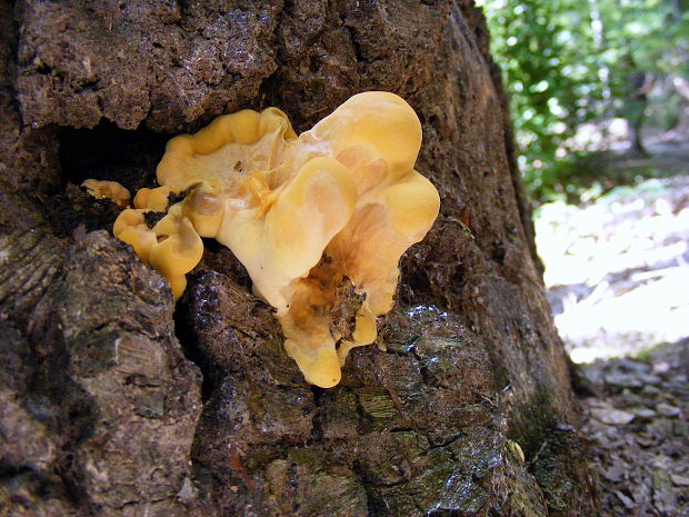 sírovec obyčajný Laetiporus sulphureus (Bull.) Murrill