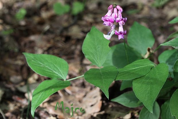 hrachor benátsky Lathyrus venetus (Mill.) Wohlf.