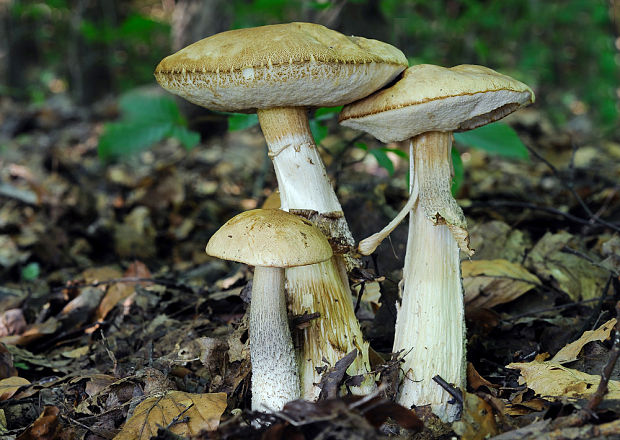 kozák hrabový Leccinum pseudoscabrum (Kallenb.) Šutara