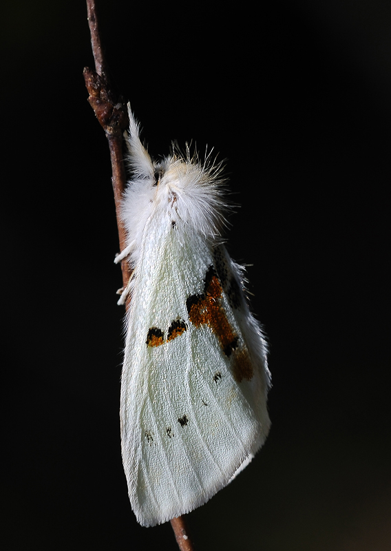 chochlatka dvojfarebná Leucodanta bicoloria