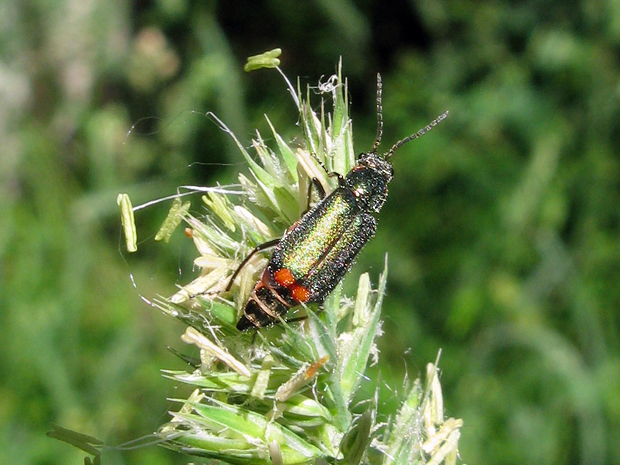 bradavičník Malachius bipustulatus