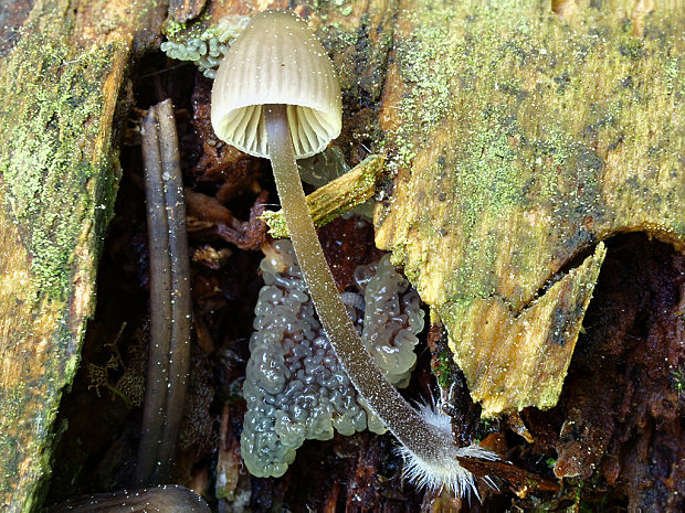 prilbička Mycena sp.