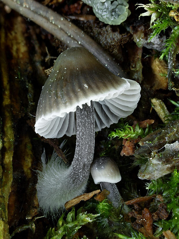 prilbička Mycena sp.