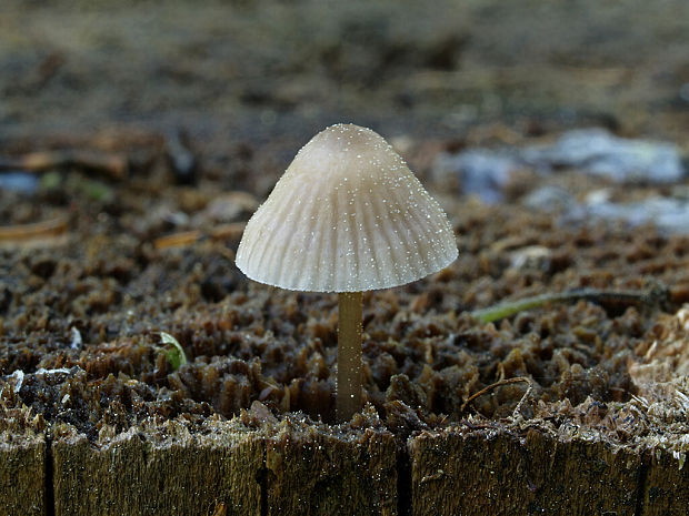 prilbička Mycena sp.