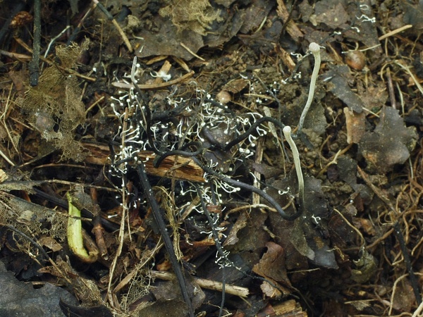 žezlovka bystrušková Ophiocordyceps entomorrhiza (Dicks.) G.H. Sung, J.M. Sung, Hywel-Jones & Spatafora