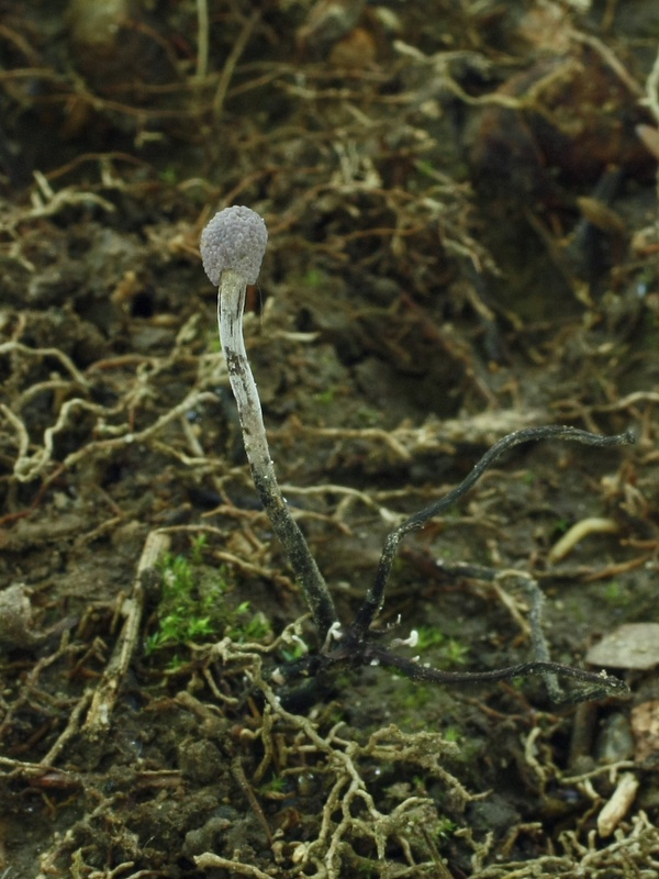 žezlovka bystrušková Ophiocordyceps entomorrhiza (Dicks.) G.H. Sung, J.M. Sung, Hywel-Jones & Spatafora