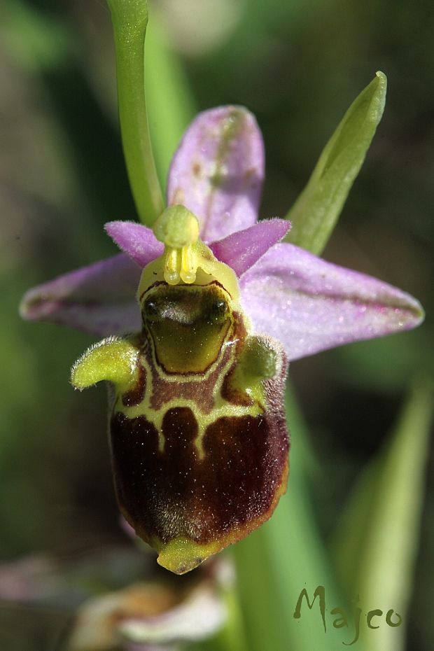 hmyzovník holubyho Ophrys holubyana András.