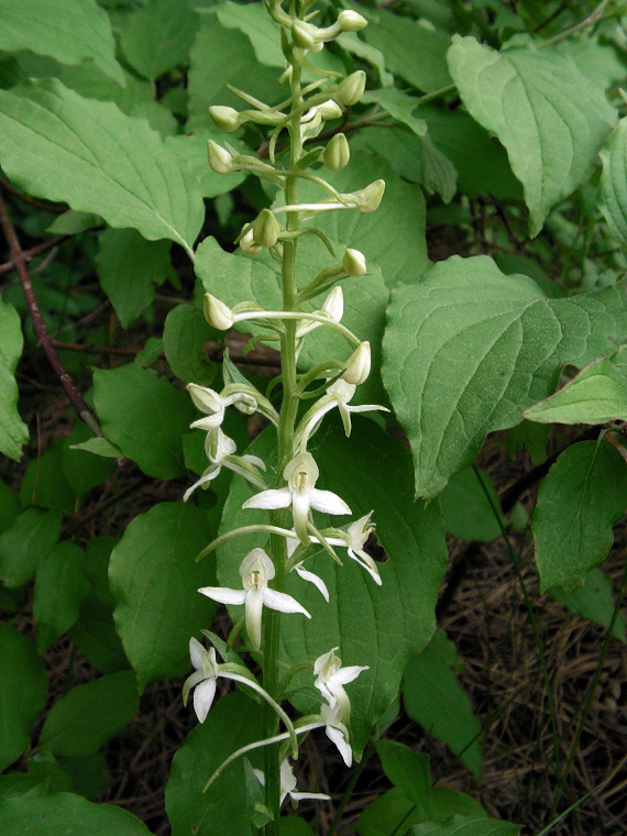 vemenník zelenkastý Platanthera chlorantha (Custer) Reinchenb.