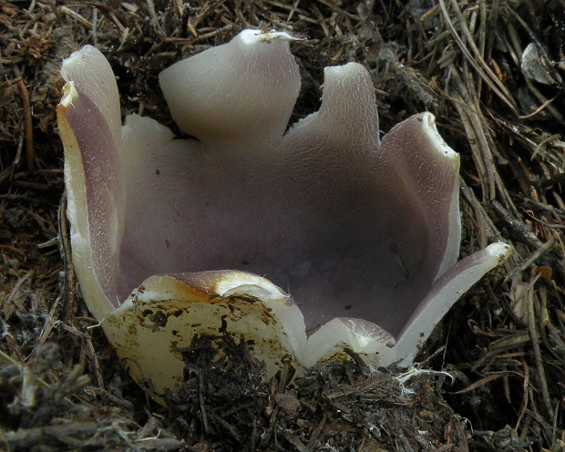 tulipánovka fialová Sarcosphaera coronaria (Jacq.) J. Schröt.