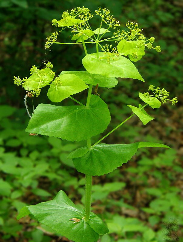 smyrnium prerastenolisté Smyrnium perfoliatum L.