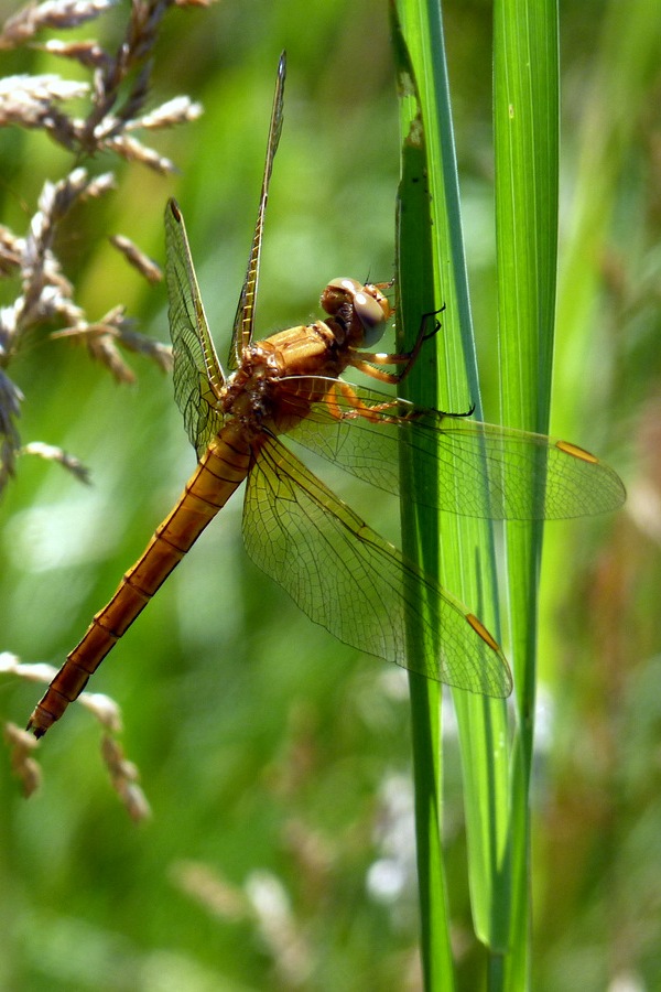 vážka obyčajná Sympetrum vulgatum