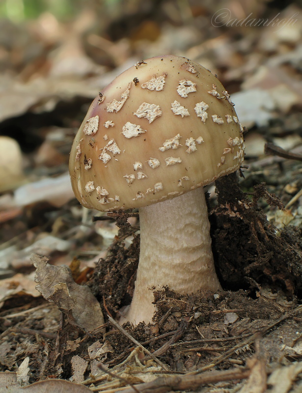 muchotrávka červenkastá Amanita rubescens Pers.