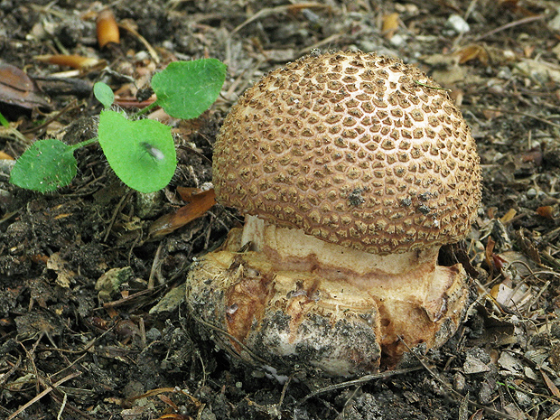 muchotrávka červenkastá Amanita rubescens Pers.