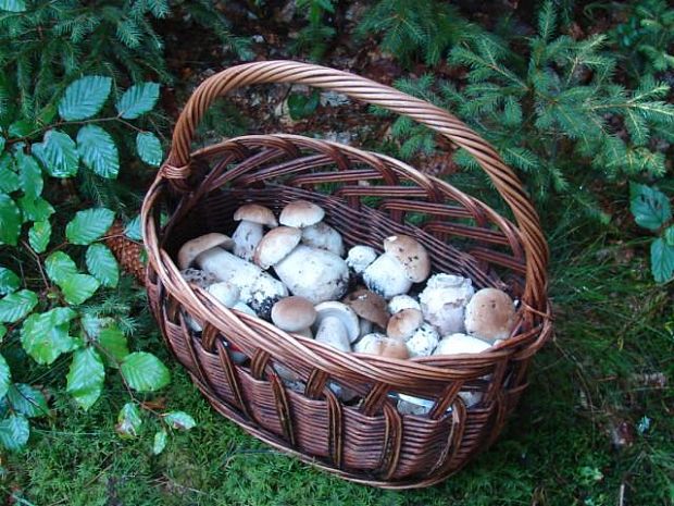 hríb smrekový Boletus edulis Bull.