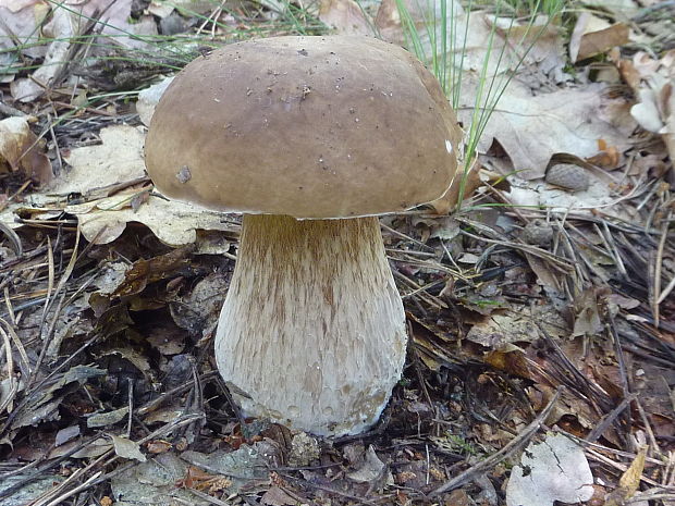 hríb smrekový Boletus edulis Bull.