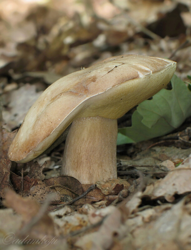 hríb dubový Boletus reticulatus Schaeff.