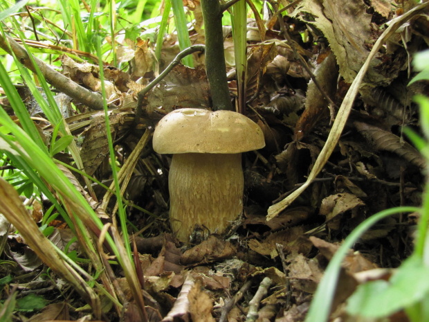 hríb dubový Boletus reticulatus Schaeff.