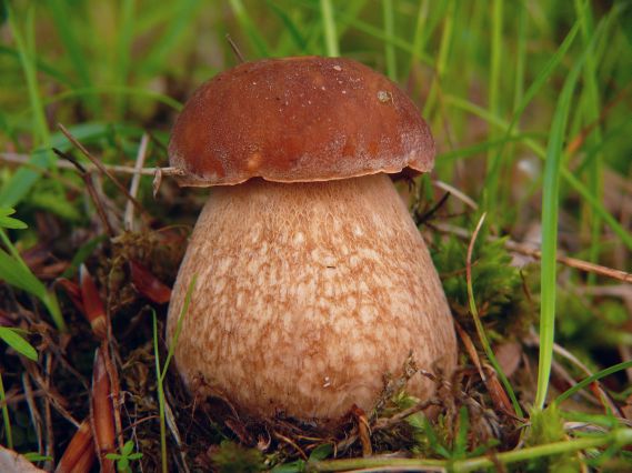 hríb dubový Boletus reticulatus Schaeff.