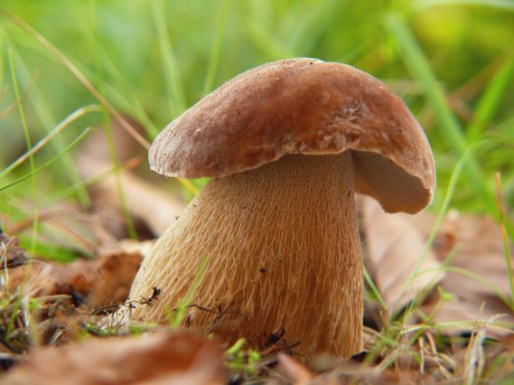 hríb dubový Boletus reticulatus Schaeff.