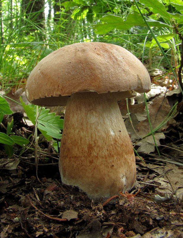 hríb dubový Boletus reticulatus Schaeff.