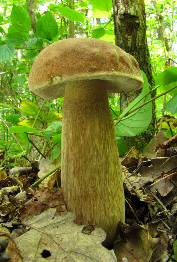 hríb dubový Boletus reticulatus Schaeff.