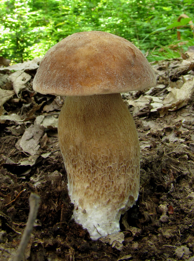 hríb dubový Boletus reticulatus Schaeff.