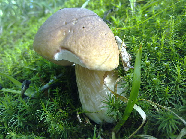 hríb dubový Boletus reticulatus Schaeff.