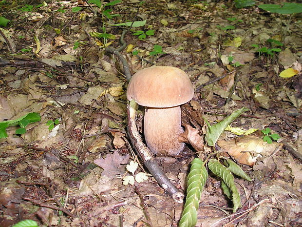 hríb dubový Boletus reticulatus Schaeff.