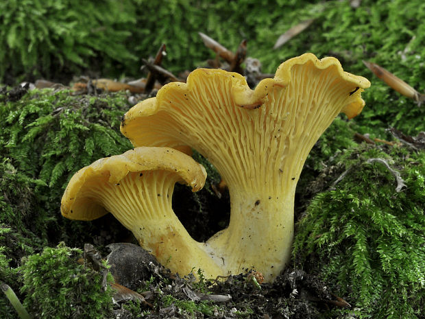 kuriatko Cantharellus sp.