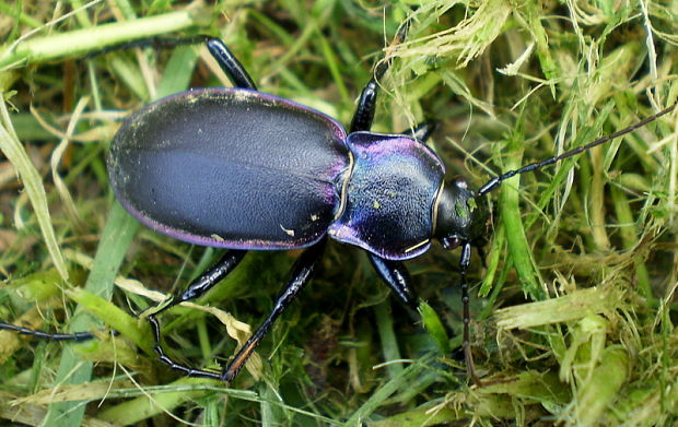 bystruška  Carabus