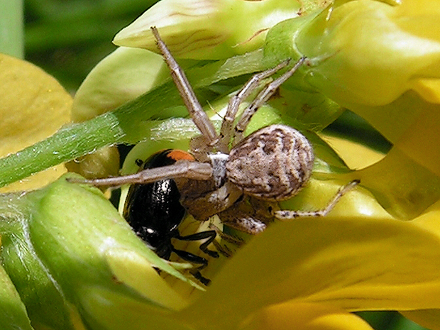 krytohlav + běžník Cryptocephalus biguttatus + Xysticus cf. cristatus