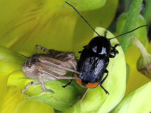 krytohlav + běžník Cryptocephalus biguttatus + Xysticus cf. cristatus