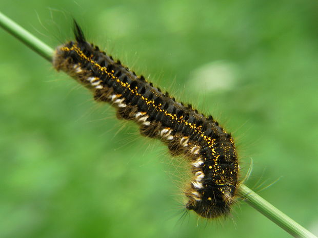 priadkovec trávovy Euthrix potatoria