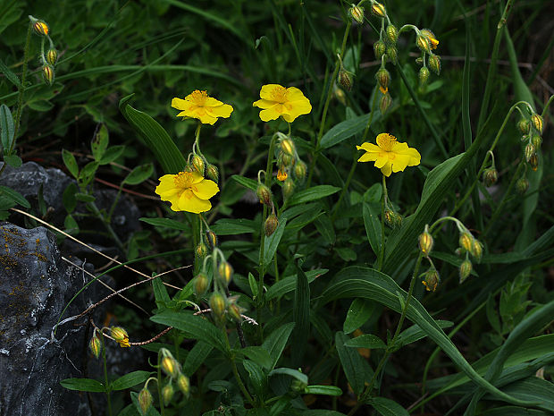 devätorník veľkokvetý holý Helianthemum grandiflorum subsp. glabrum (W. D. J. Koch) Holub
