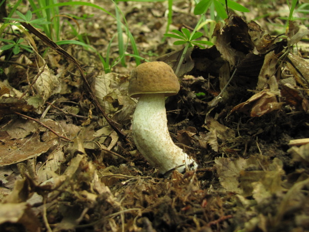 kozák hrabový Leccinum pseudoscabrum (Kallenb.) Šutara