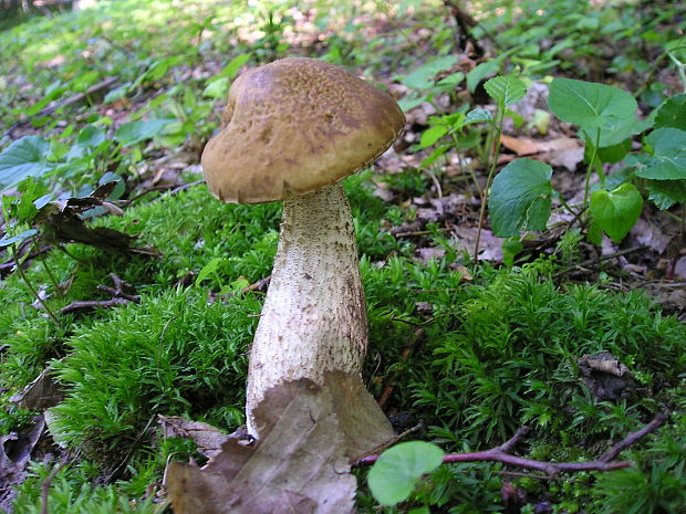 kozák hrabový Leccinum pseudoscabrum (Kallenb.) Šutara