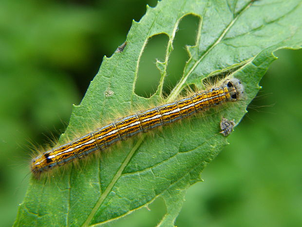 priadkovec obrúčkatý Malacosoma neustria