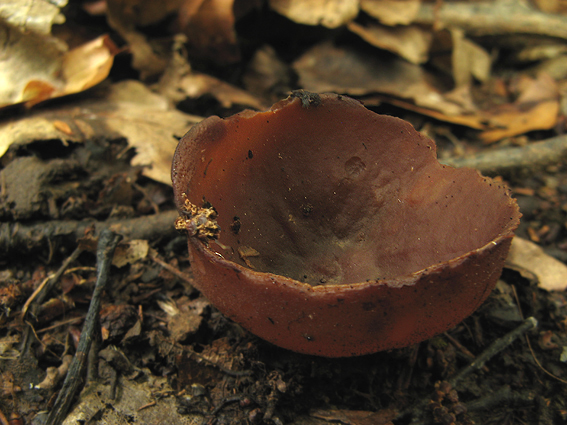 čiaška Peziza sp.