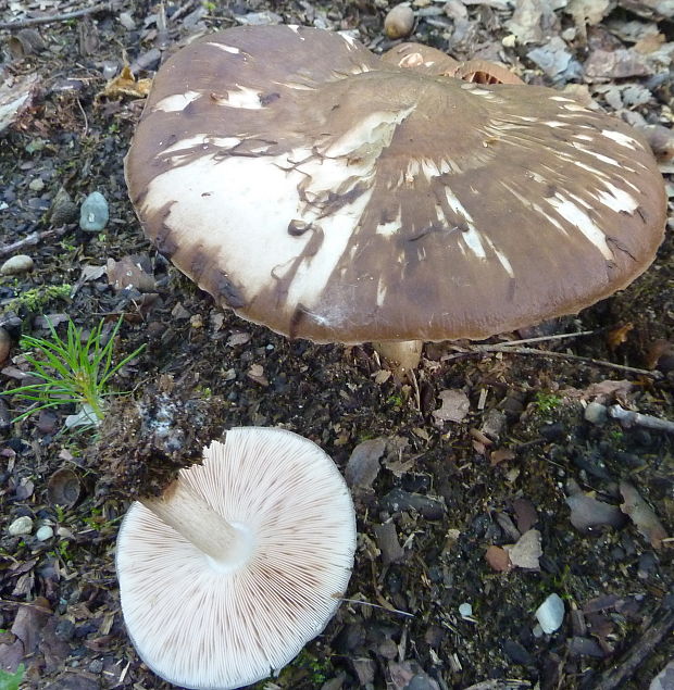 štítovka  Pluteus sp.