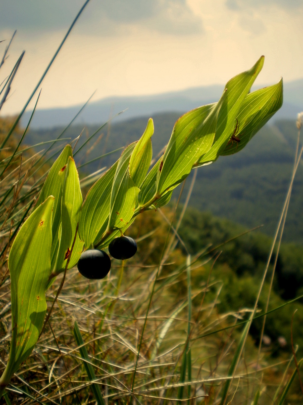 kokorík širokolistý Polygonatum latifolium Desf.